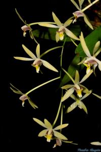 Dendrobium geminatum