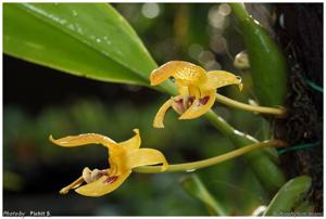 Bulbophyllum dearei