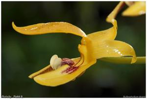 Bulbophyllum dearei