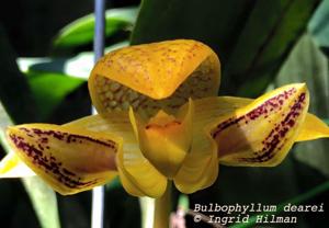 Bulbophyllum dearei