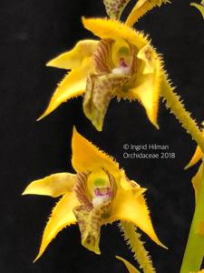 Dendrobium macrophyllum var. ternatense