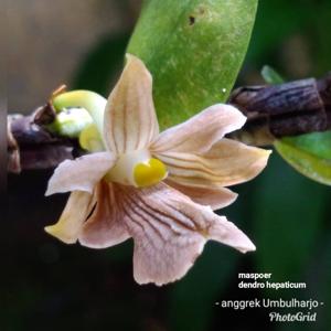 Dendrobium hepaticum