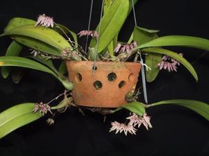 Bulbophyllum fenestratum