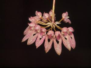 Bulbophyllum fenestratum