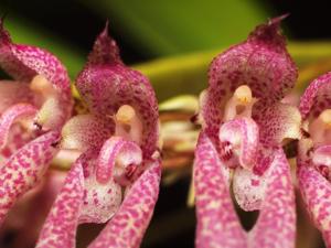 Bulbophyllum fenestratum