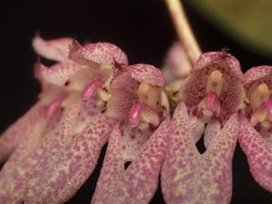 Bulbophyllum fenestratum