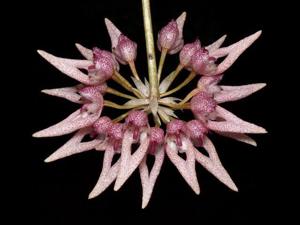 Bulbophyllum fenestratum