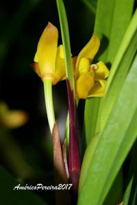 Maxillaria variabilis