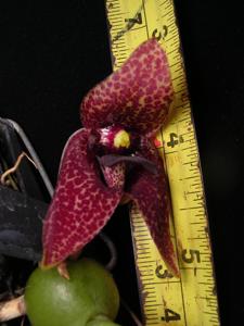 Bulbophyllum disciflorum