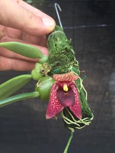 Bulbophyllum disciflorum