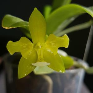 Phalaenopsis cornu-cervi