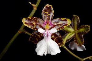 Oncidium leucochilum