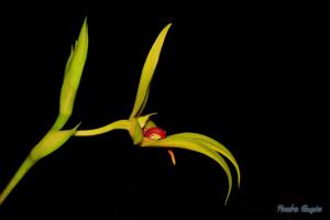 Bulbophyllum amplebracteatum subsp. carunculatum