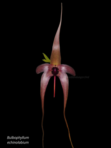 Bulbophyllum echinolabium
