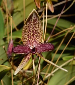 Bulbophyllum elassoglossum