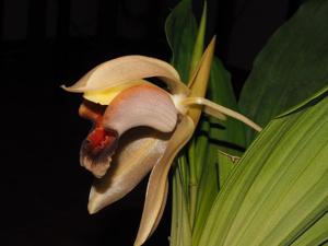 Coelogyne xyrekes