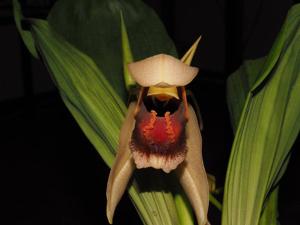 Coelogyne xyrekes