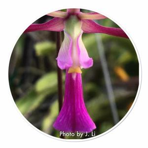 Encyclia kennedyi