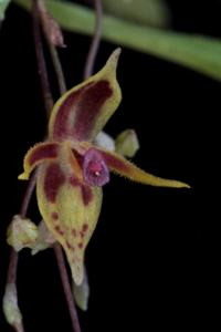 Stelis brunnea