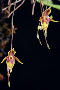 Stelis brunnea