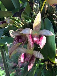 Bulbophyllum facetum