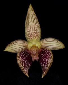 Bulbophyllum facetum