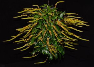 Bulbophyllum falcatum