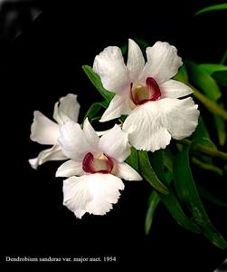 Dendrobium sanderae