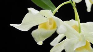 Dendrobium pulchellum