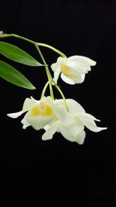 Dendrobium pulchellum