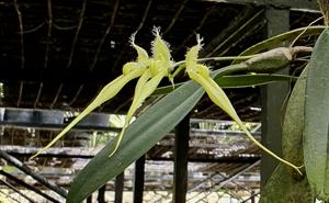 Bulbophyllum fascinator