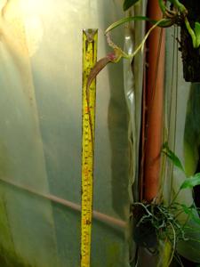 Bulbophyllum fascinator