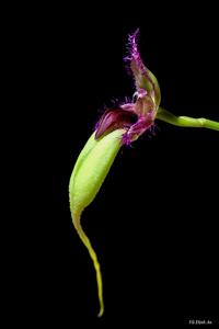 Bulbophyllum fascinator