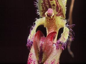 Bulbophyllum fascinator