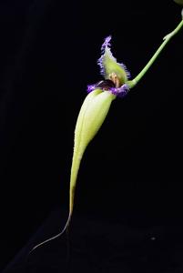 Bulbophyllum fascinator