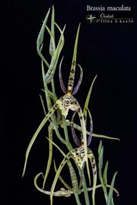 Brassia maculata