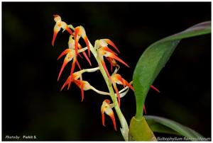 Bulbophyllum flammuliferum