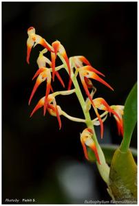 Bulbophyllum flammuliferum