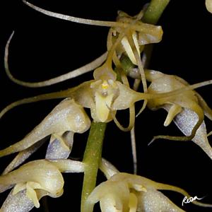 Bulbophyllum flavescens