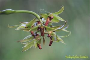 Bulbophyllum foetidum