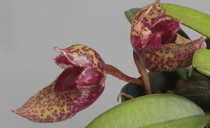 Bulbophyllum frostii