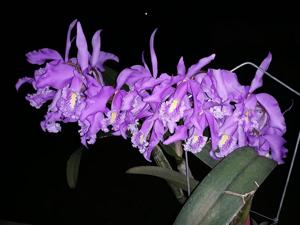 Cattleya maxima