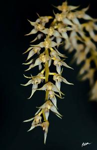 Bulbophyllum gibbosum