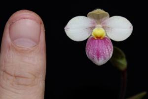 Phragmipedium schlimii