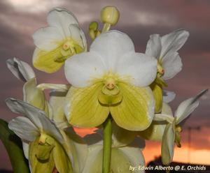 Vanda sanderiana