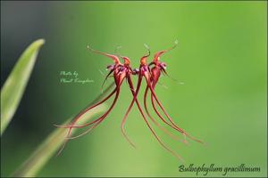 Bulbophyllum gracillimum