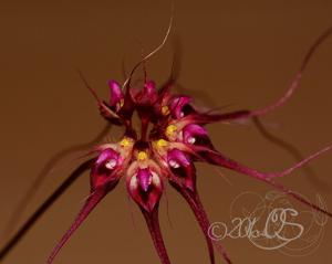 Bulbophyllum gracillimum