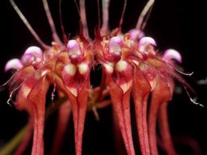 Bulbophyllum gracillimum