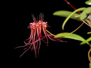 Bulbophyllum gracillimum