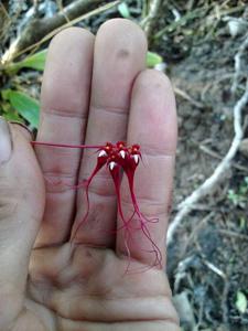 Bulbophyllum gracillimum